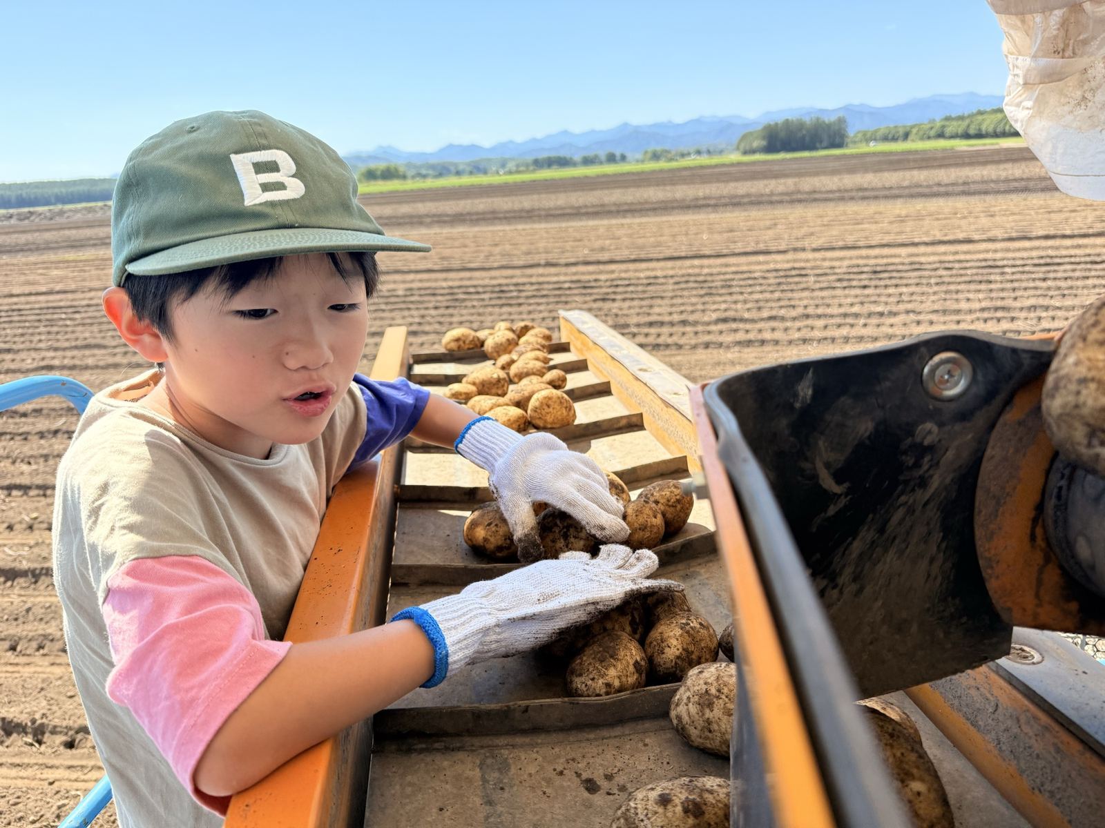 作業台で流れてくるじゃがいもを見つめる小学生